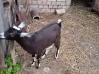 Козочка