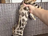 Бенгальский котенок (мальчик), фотография 5