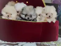 Померанский шпиц, щенки. Мини мишки, фотография 2