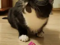 Котенок Зеленоглазая девочка, фотография 4