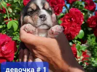 Щенки Бигля., фотография 6