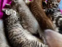 Шотландские котята. Скоттиш-страйт, фотография 2