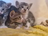 Ориентальные котята, фотография 8