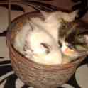 отдам котяток