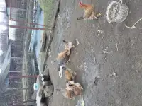 Яйцо инкубационное, фотография 3