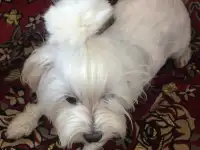 Вязка Мальтезе, фотография 3