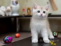 Британские котята из питомника. Мальчик Амур., фотография 2