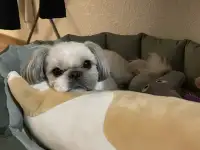 Ши-тцу на вязку. Бесплатно., фотография 6