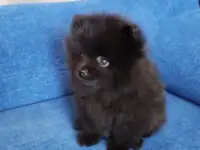Померанский шпиц 