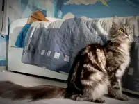 Котята Мейн-кун, фотография 3