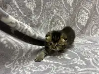 Шотландские котята, фотография 2