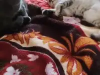 Шотландские котята, фотография 12
