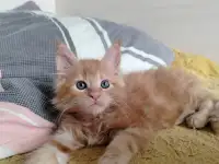 Мейн кун котята, фотография 7