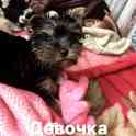 Щенки Йорка