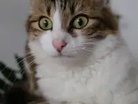 кошки