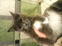 Котята в добрые руки, фотография 6