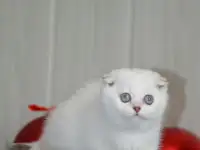 Шотландские котята, фотография 4