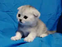 Шотландские котята. Шиншиллята., фотография 4