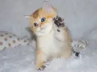 Шотландские малыши, фотография 2