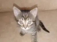 Красивая кошечка, фотография 6