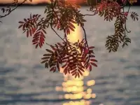 Участок в Беловежской пуще., фотография 8