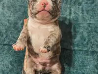 Французские булочки, фотография 4