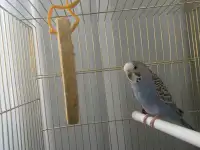 Попугай с клеткой, фотография 3