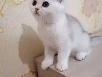 Британская кошечка