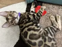 Бенгальский котенок. Мальчик