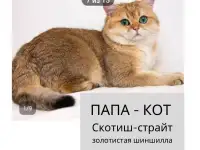 Продам шотландских  котят, фотография 6