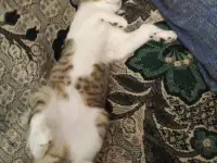 Котята в добрые руки, фотография 4