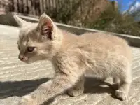 Котёнок (1 мес) в дар, фотография 7