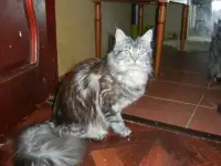 породистые котята мэйнкун, фотография 4
