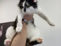Кот ТИМОХА ищет дом, фотография 6