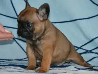 Французский бульдог, фотография 4
