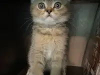 Котята ШОТЛАНДЦЫ, фотография 5