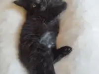 Мейн Кун, фотография 9