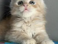 Котята Мейн-кун, фотография 8