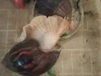 Бесплатно отдам, улитки Ахатина, 2шт