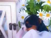 Бивер, фотография 3