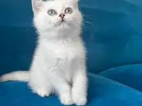 Британские котята, фотография 8