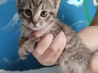 Котята в дар, фотография 4