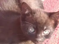 Котята мальчики и девочки ,воспитаны заботливой мамой,ходят на лоток, ласковые и игривые, фотография 4