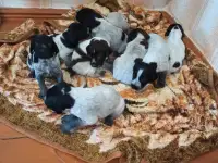 Щенки Дратхаар, фотография 2