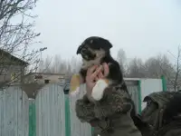 Отдам в хорошие руки, два щенка, фотография 2