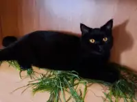 Британский кот, фотография 2