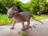 Котята канадского сфинкса, фотография 6
