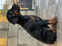 Щенки добермана, фотография 2