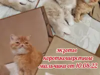 Котята экзотические короткошерстные, фотография 3