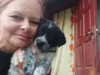 Щенки в дар, фотография 2
